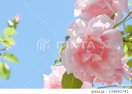 青空と初夏の薔薇 青空と初夏の薔薇 139691741