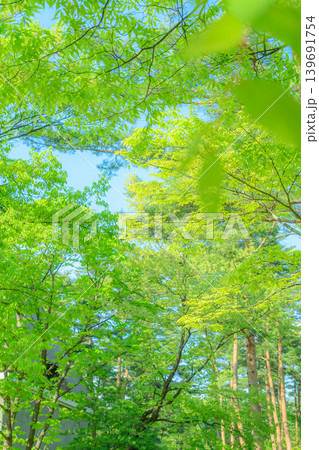 快晴 新緑、森 快晴 新緑、森 139691754