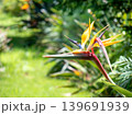 極楽鳥花 極楽鳥花 139691939