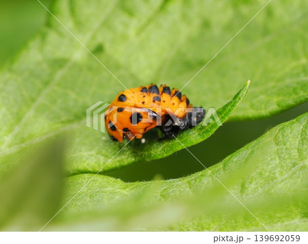 羽化したばかりのテントウムシ / Ladybug emerging after metamorpho 139692059
