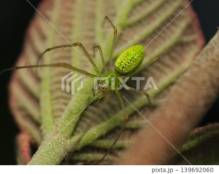 春の葉上に佇むウロコアシナガグモ / Long-jawed orb weaver resting o 139692060