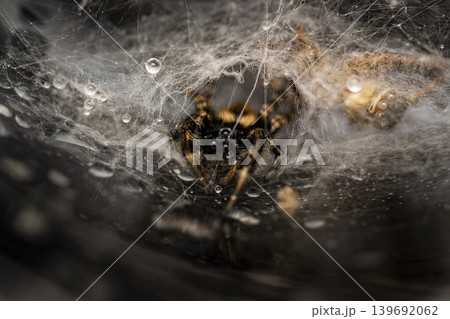 脱皮直後のネコハエトリ / Jumping spider after molting 脱皮直後のネコハエトリ / Jumping spider after molting 139692062