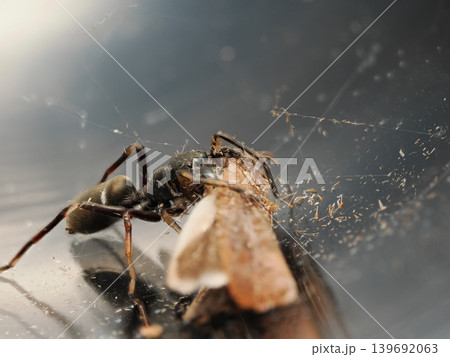 獲物を捕食するアリグモ / Ant mimic spider feeding on prey 獲物を捕食するアリグモ / Ant mimic spider feeding on prey 139692063
