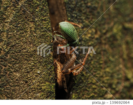 ゾウムシを捕食するヤミイロカニグモ(春の捕食シーンマクロ) Crab spider (Thomisi ゾウムシを捕食するヤミイロカニグモ(春の捕食シーンマクロ) Crab spider (Thomisi 139692064