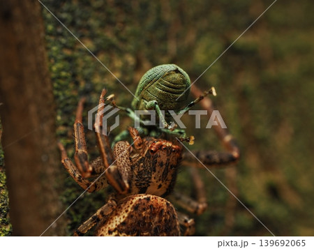ゾウムシを捕食するヤミイロカニグモ(春の捕食シーンマクロ) Crab spider (Thomisi ゾウムシを捕食するヤミイロカニグモ(春の捕食シーンマクロ) Crab spider (Thomisi 139692065