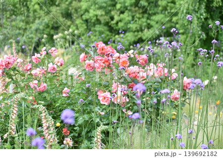 初夏の花畑 139692182
