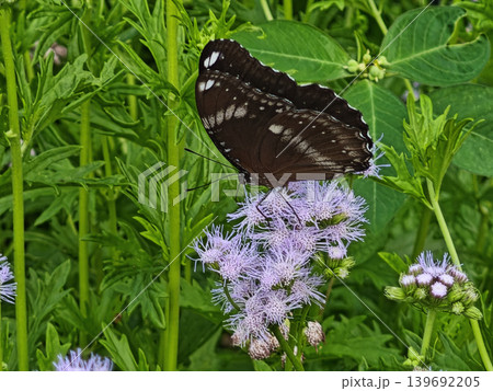 Vibrant brown butterfly gracefully perches upon delicate purple lavender flower. Lush green plant foliage surrounds this peaceful insect, highlighting natural beauty and calm serenity outdoor 139692205