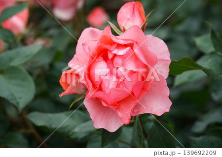 香り立つ茨城県フラワーパーク 満開の薔薇の花が咲き誇る風景 香り立つ茨城県フラワーパーク 満開の薔薇の花が咲き誇る風景 139692209