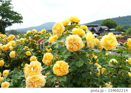 香り立つ茨城県フラワーパーク　満開の薔薇の花が咲き誇る風景 139692214