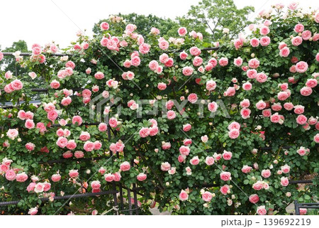 香り立つ茨城県フラワーパーク 満開の薔薇の花が咲き誇る風景 香り立つ茨城県フラワーパーク 満開の薔薇の花が咲き誇る風景 139692219