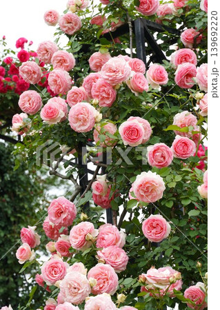 香り立つ茨城県フラワーパーク　満開の薔薇の花が咲き誇る風景 139692220