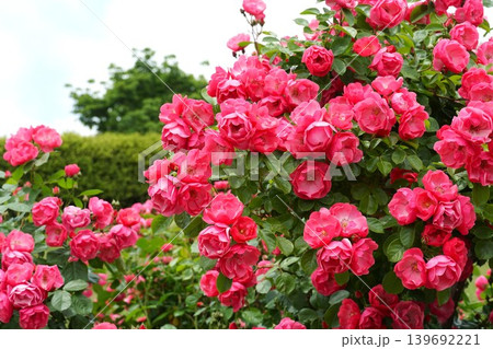 香り立つ茨城県フラワーパーク 満開の薔薇の花が咲き誇る風景 香り立つ茨城県フラワーパーク 満開の薔薇の花が咲き誇る風景 139692221