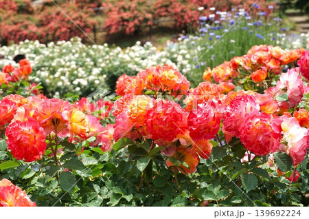 香り立つ茨城県フラワーパーク　満開の薔薇の花が咲き誇る風景 139692224
