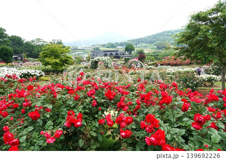 香り立つ茨城県フラワーパーク　満開の薔薇の花が咲き誇る風景 139692226
