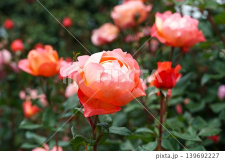 香り立つ茨城県フラワーパーク 満開の薔薇の花が咲き誇る風景 香り立つ茨城県フラワーパーク 満開の薔薇の花が咲き誇る風景 139692227