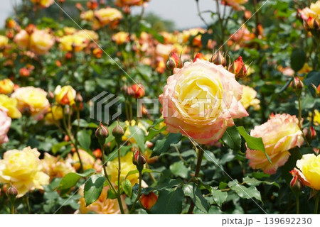 香り立つ茨城県フラワーパーク 満開の薔薇の花が咲き誇る風景 香り立つ茨城県フラワーパーク 満開の薔薇の花が咲き誇る風景 139692230