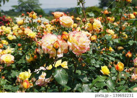香り立つ茨城県フラワーパーク 満開の薔薇の花が咲き誇る風景 香り立つ茨城県フラワーパーク 満開の薔薇の花が咲き誇る風景 139692231