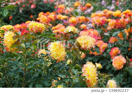 香り立つ茨城県フラワーパーク　満開の薔薇の花が咲き誇る風景 139692237