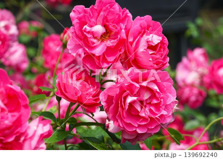 香り立つ茨城県フラワーパーク 満開の薔薇の花が咲き誇る風景 香り立つ茨城県フラワーパーク 満開の薔薇の花が咲き誇る風景 139692240