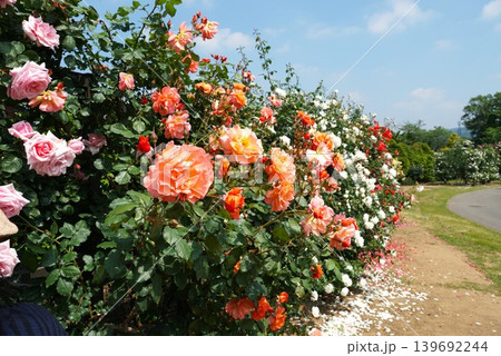 香り立つ茨城県フラワーパーク　満開の薔薇の花が咲き誇る風景 139692244