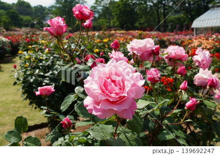 香り立つ茨城県フラワーパーク 満開の薔薇の花が咲き誇る風景 香り立つ茨城県フラワーパーク 満開の薔薇の花が咲き誇る風景 139692247