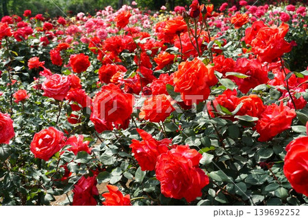香り立つ茨城県フラワーパーク 満開の薔薇の花が咲き誇る風景 香り立つ茨城県フラワーパーク 満開の薔薇の花が咲き誇る風景 139692252