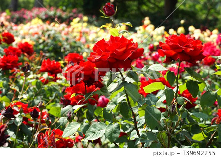 香り立つ茨城県フラワーパーク 満開の薔薇の花が咲き誇る風景 香り立つ茨城県フラワーパーク 満開の薔薇の花が咲き誇る風景 139692255