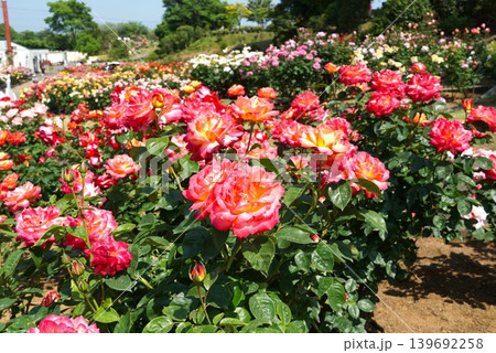 香り立つ茨城県フラワーパーク 満開の薔薇の花が咲き誇る風景 香り立つ茨城県フラワーパーク 満開の薔薇の花が咲き誇る風景 139692258