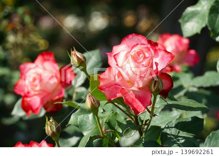 香り立つ茨城県フラワーパーク　満開の薔薇の花が咲き誇る風景 139692261