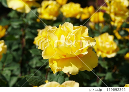 香り立つ茨城県フラワーパーク 満開の薔薇の花が咲き誇る風景 香り立つ茨城県フラワーパーク 満開の薔薇の花が咲き誇る風景 139692263