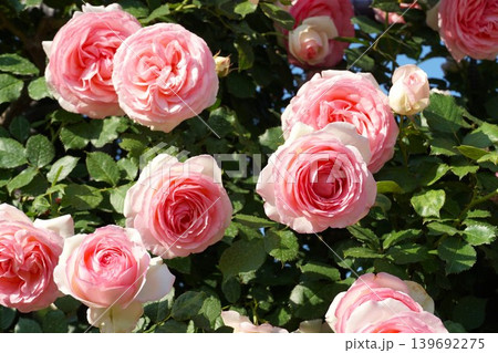 香り立つ茨城県フラワーパーク 満開の薔薇の花が咲き誇る風景 香り立つ茨城県フラワーパーク 満開の薔薇の花が咲き誇る風景 139692275