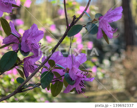 Blooming Rhododendron sichotense Branch with Purple Flowers Blooming Rhododendron sichotense Branch with Purple Flowers 139692337