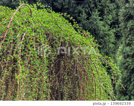 Ornamental Weeping Larch Larix decidua Pendula in Lush Spring Garden Ornamental Weeping Larch Larix decidua Pendula in Lush Spring Garden 139692339