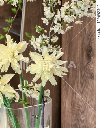Elegant Narcissus Snowball Daffodils 139692340