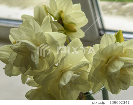 Spring Narcissus Obdam Double Daffodils Bouquet Spring Narcissus Obdam Double Daffodils Bouquet 139692341