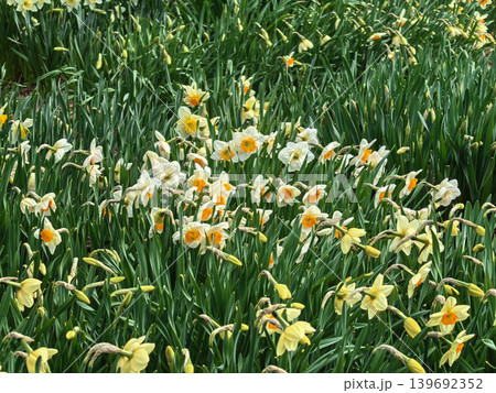 Spring Garden Display of Narcissus Flowers 139692352