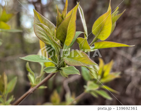 Fresh Green Leaves of Syringa Vulgaris Fresh Green Leaves of Syringa Vulgaris 139692361
