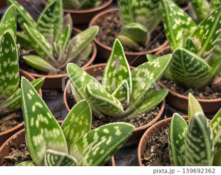 Gasteria Bicolor Succulent Spotted Leaves Closeup Terracotta Pots Nursery Gasteria Bicolor Succulent Spotted Leaves Closeup Terracotta Pots Nursery 139692362