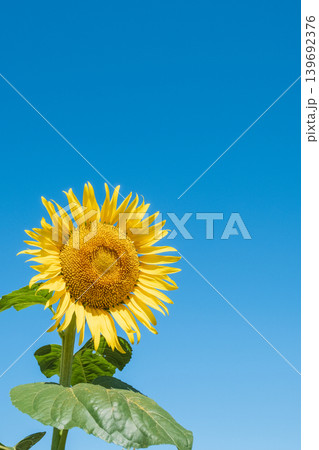 ひまわり 139692376