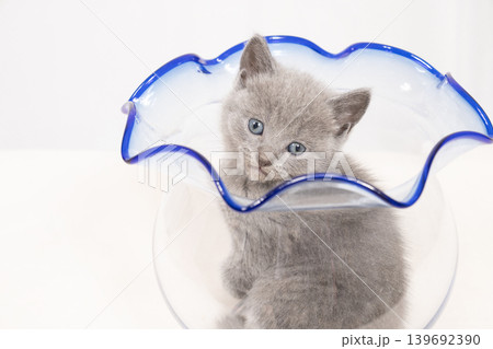 白背景と金魚鉢に入ったシャルとリューの仔猫 白背景と金魚鉢に入ったシャルとリューの仔猫 139692390