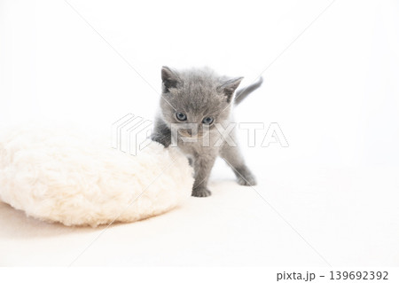 白背景とシャルトリューの仔猫 白背景とシャルトリューの仔猫 139692392