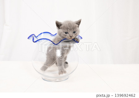 白背景と金魚鉢に入ったシャルとリューの仔猫 白背景と金魚鉢に入ったシャルとリューの仔猫 139692462