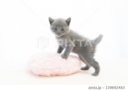 白背景で振り向くシャルトリューの仔猫 白背景で振り向くシャルトリューの仔猫 139692483