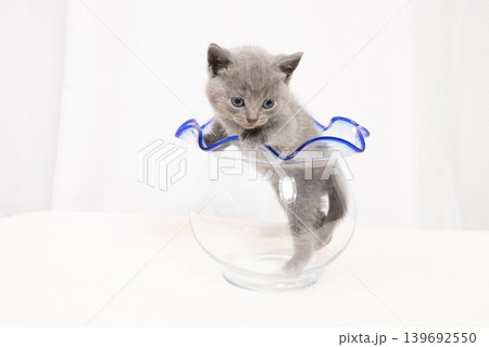 白背景と金魚鉢に入ったシャルとリューの仔猫 白背景と金魚鉢に入ったシャルとリューの仔猫 139692550