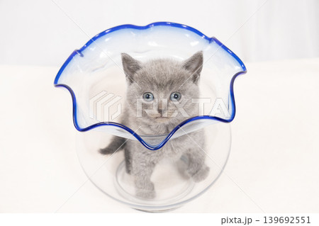 白背景と金魚鉢に入ったシャルとリューの仔猫 139692551