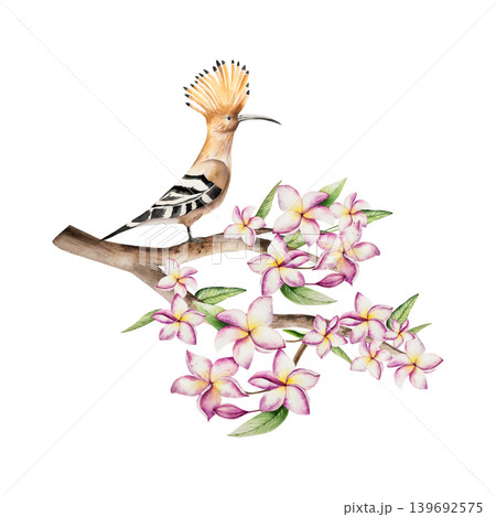 Realistic Hoopoe bird sits on blooming frangipani flowers on on a branch. Watercolor hand drawn tropical plumeria plant. Isolated botanical illustration on transparent background. Perfect for tropical 139692575