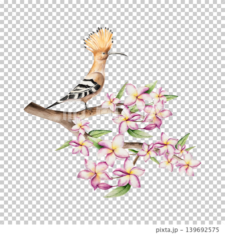 Realistic Hoopoe bird sits on blooming frangipani flowers on on a branch. Watercolor hand drawn tropical plumeria plant. Isolated botanical illustration on transparent background. Perfect for tropical 139692575