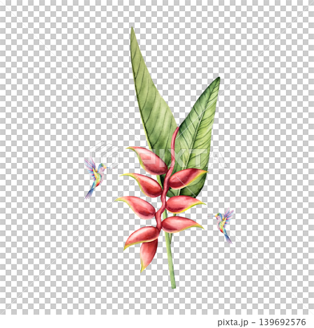 Hummingbirds and heliconia flower. Watercolor hand drawn tropical plant. Isolated exotic botanical illustration on transparent background. Perfect for tropical design projects. For designers 139692576