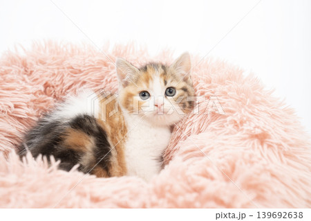 白背景とピンクのベッドに入った折れ耳の仔猫 139692638