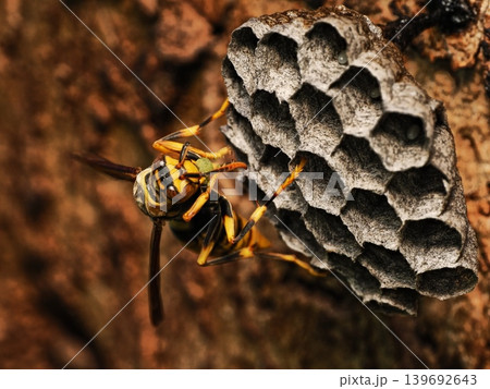 巣の上で芋虫団子を作るアシナガバチ Paper wasp forming a caterpillar 139692643